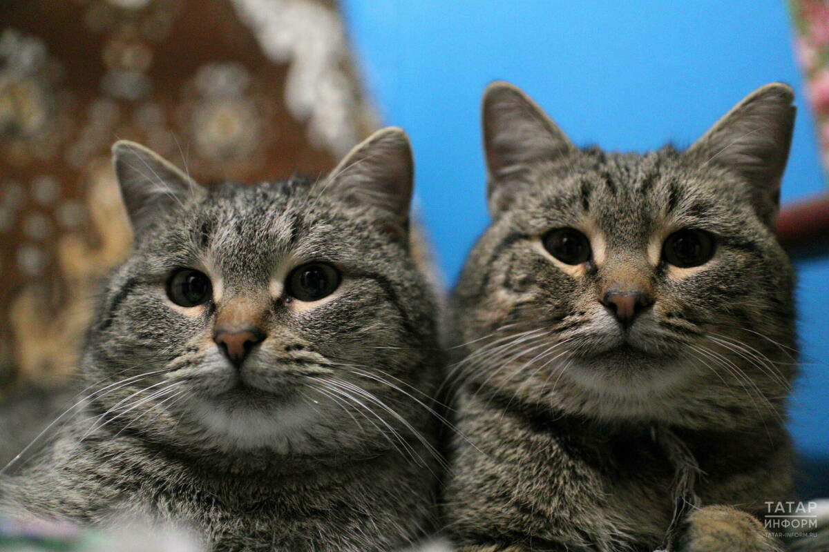 11-12 апрельдә Казанда йорт хайваннарына бушлай вакцинация ясыйлар