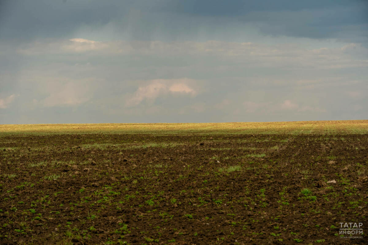 Татарстан аграрийлары көзге культураларны тукландыру планының 40 процентын үтәгән