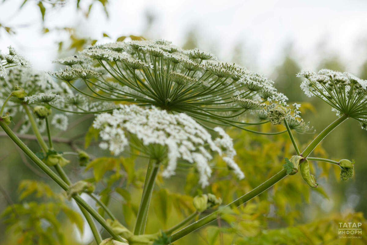Казанда Сосновский балтырганына каршы экоакциясе үтәчәк