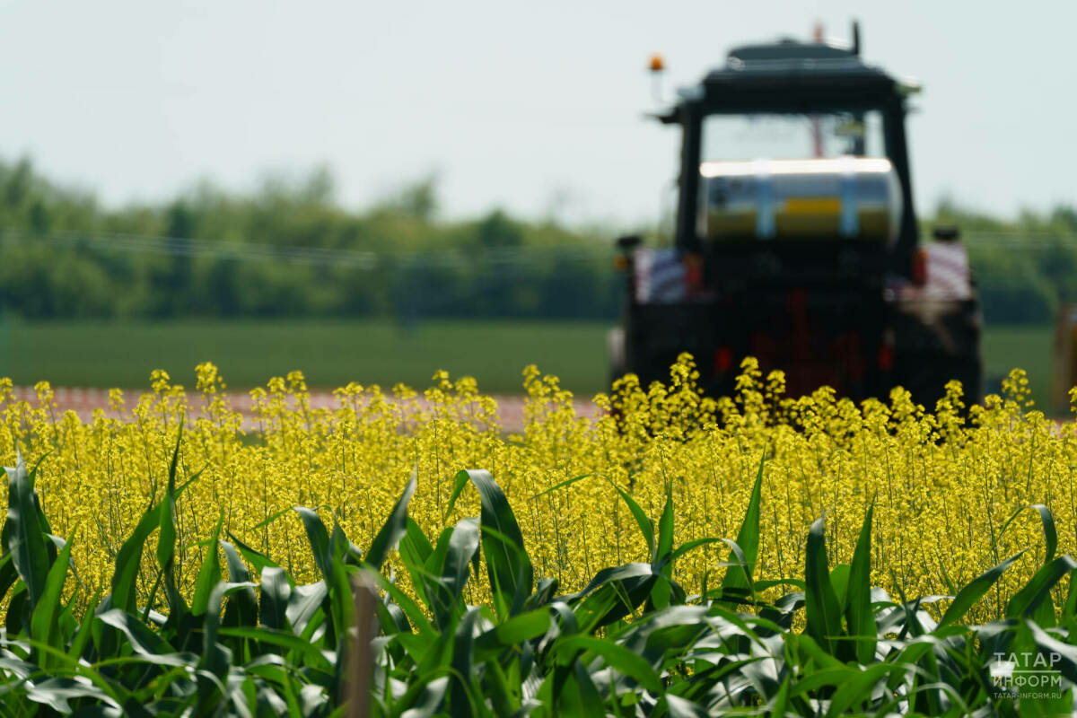 Татарстанда агросәнәгать комплексының мәгълүмат системасын яңартуга 27 млн сум юнәлдерелә