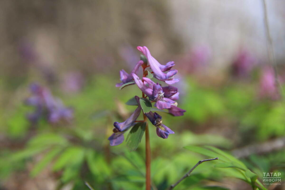 Бүген Татарстанда бераз яңгыр һәм +18 градуска кадәр җылы булуы көтелә