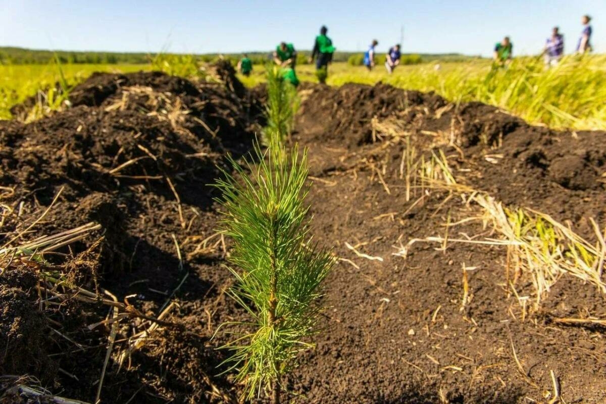 Әлмәт районында сугышта һәлак булганнар истәлегенә 8 меңнән артык корычагач утыртачаклар